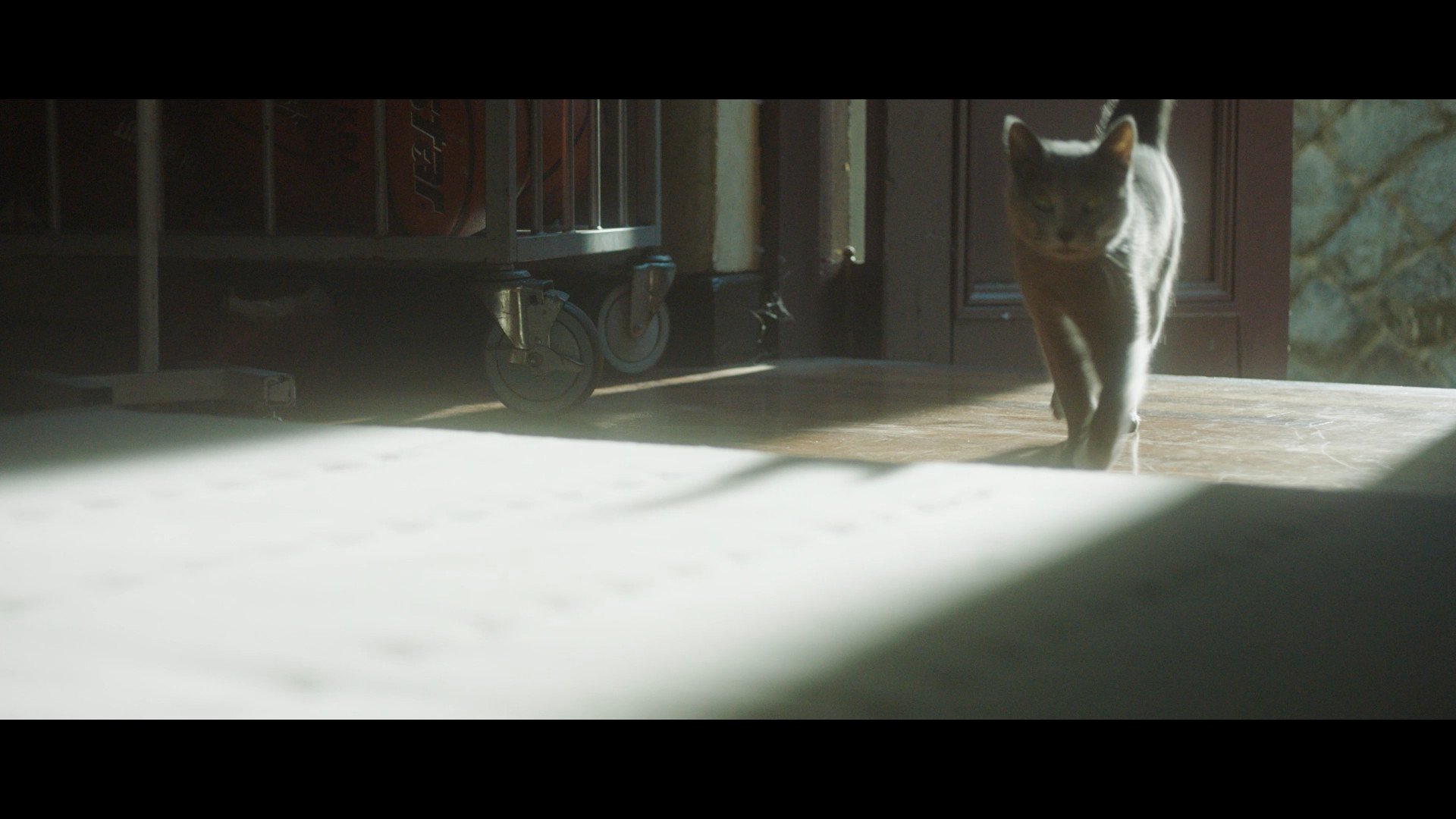 screen shot from new jeans ditto side a music video, showing the dark furred cat walking in a ray of sunshine in a school corridor